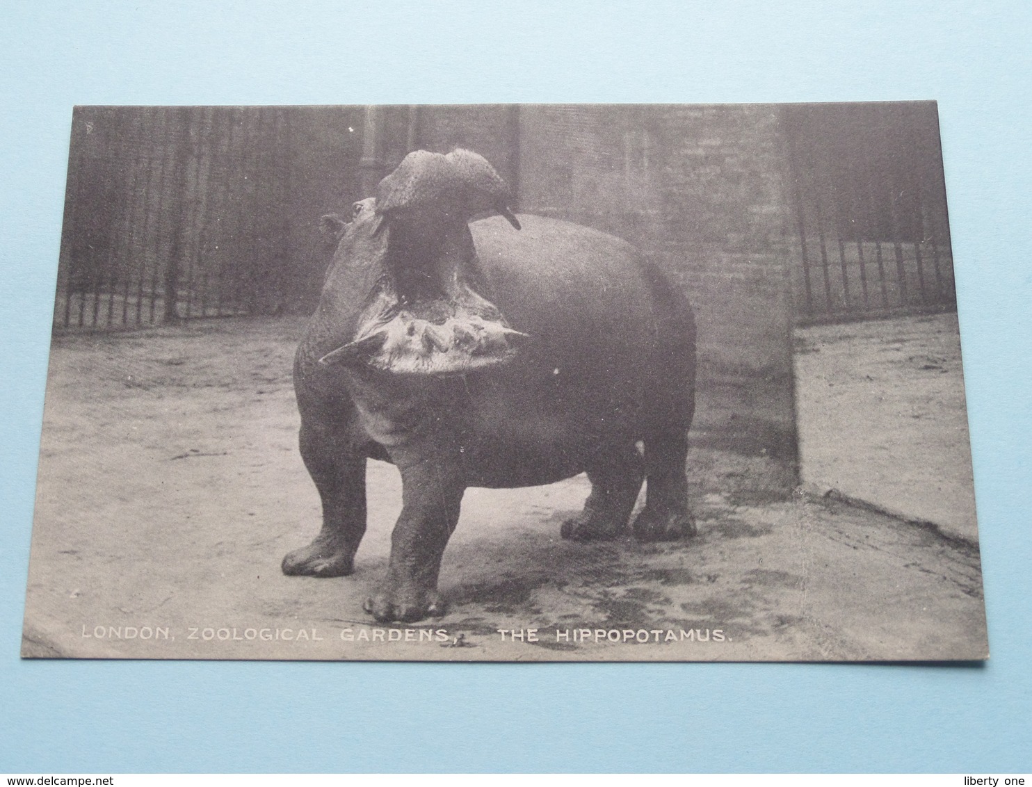 The HIPPOPOTAMUS ( London ZOOLOGICAL Gardens ) Anno 19?? ( See Photo ) ! - Hippopotames