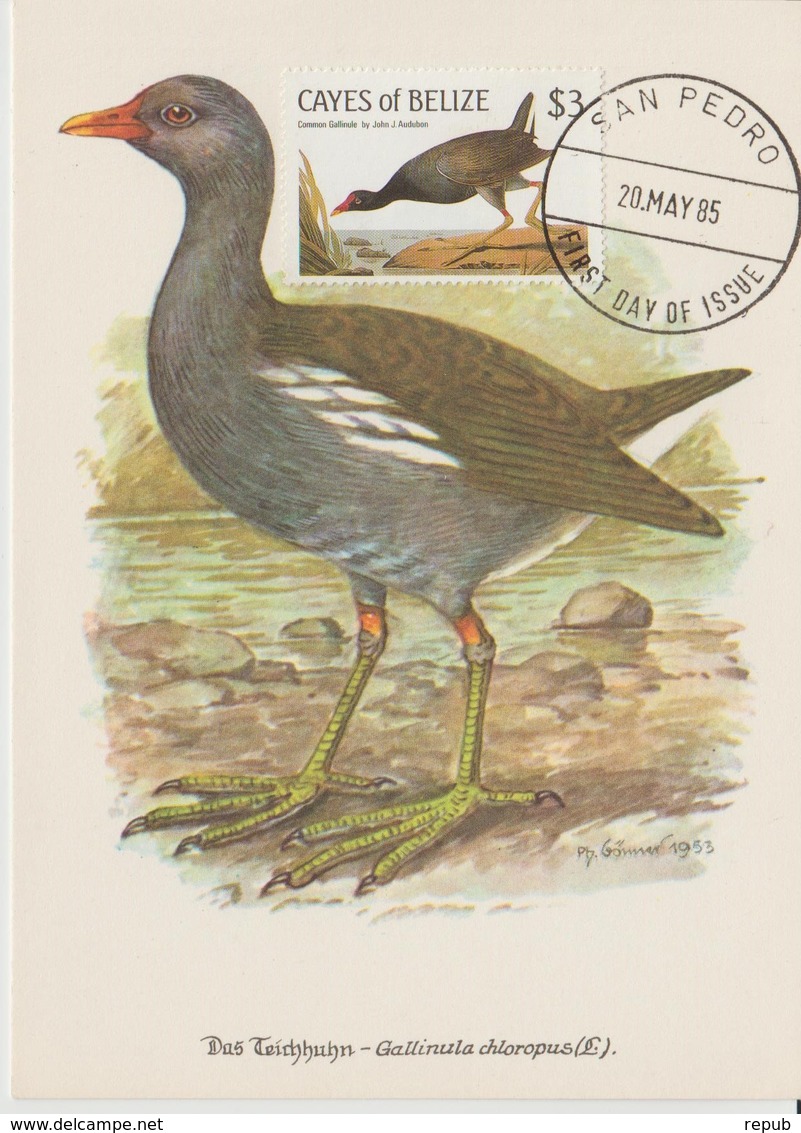 Belize Carte Maximum Oiseau 1985 Audubon 25 - Belize (1973-...)