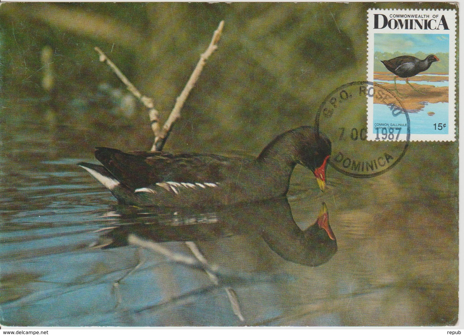 Dominique Carte Maximum Oiseau 1987 Poule D'eau 934 - Dominique (1978-...)