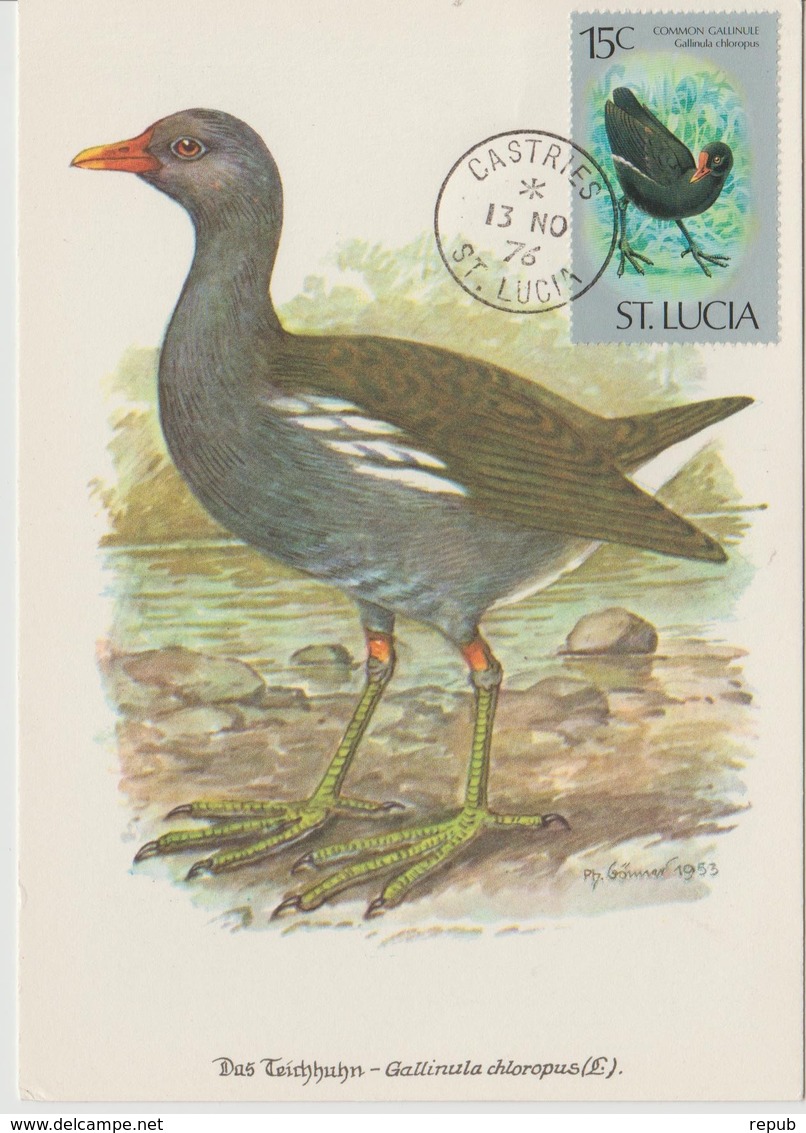 Sainte Lucie Carte Maximum Oiseau 1976 Yv 394 - St.Lucie (1979-...)