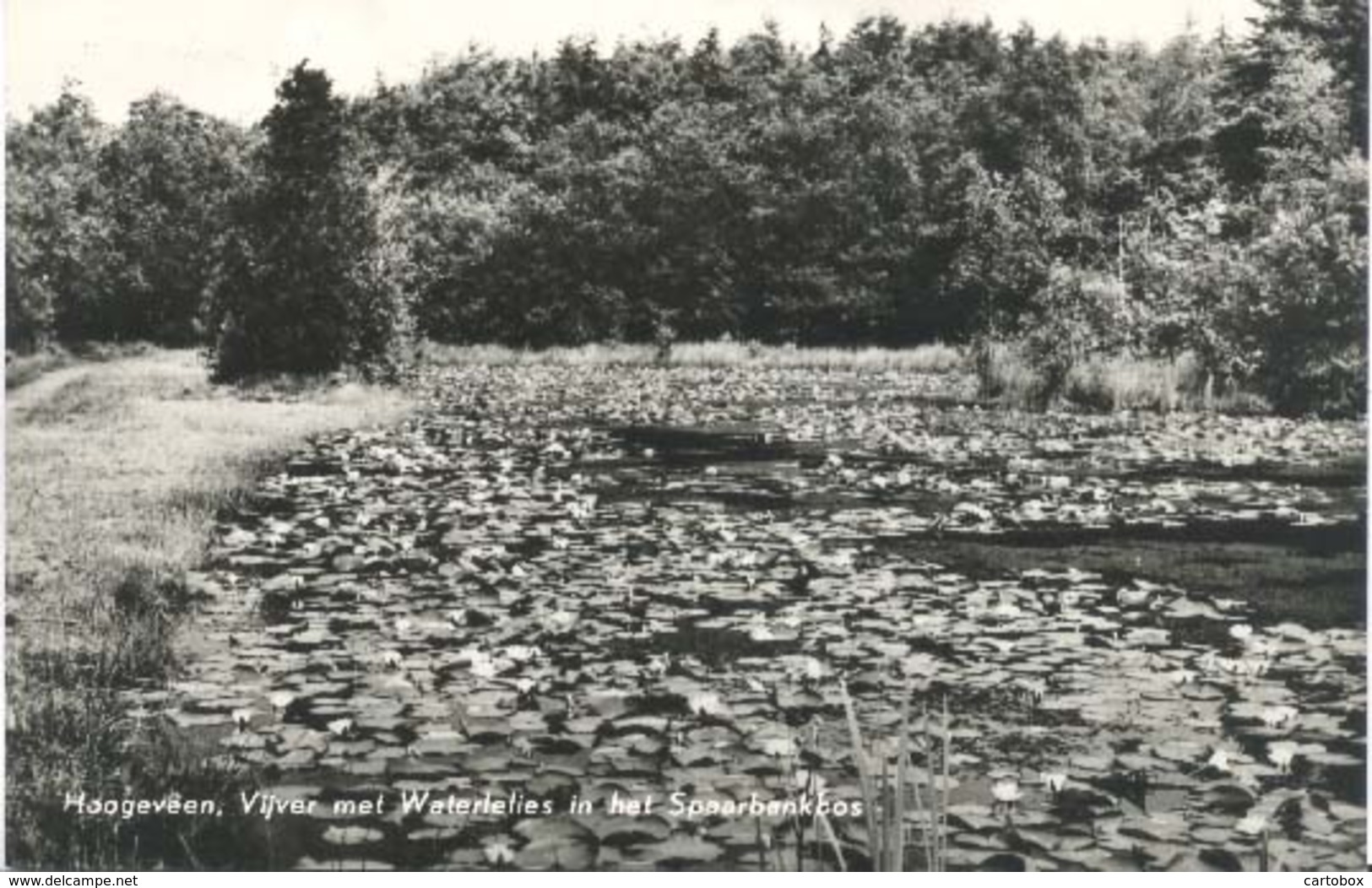 Hoogeveen, Vijver Met Waterlelies In Het Spaarbankbos   (type Fotokaart)    . - Hoogeveen