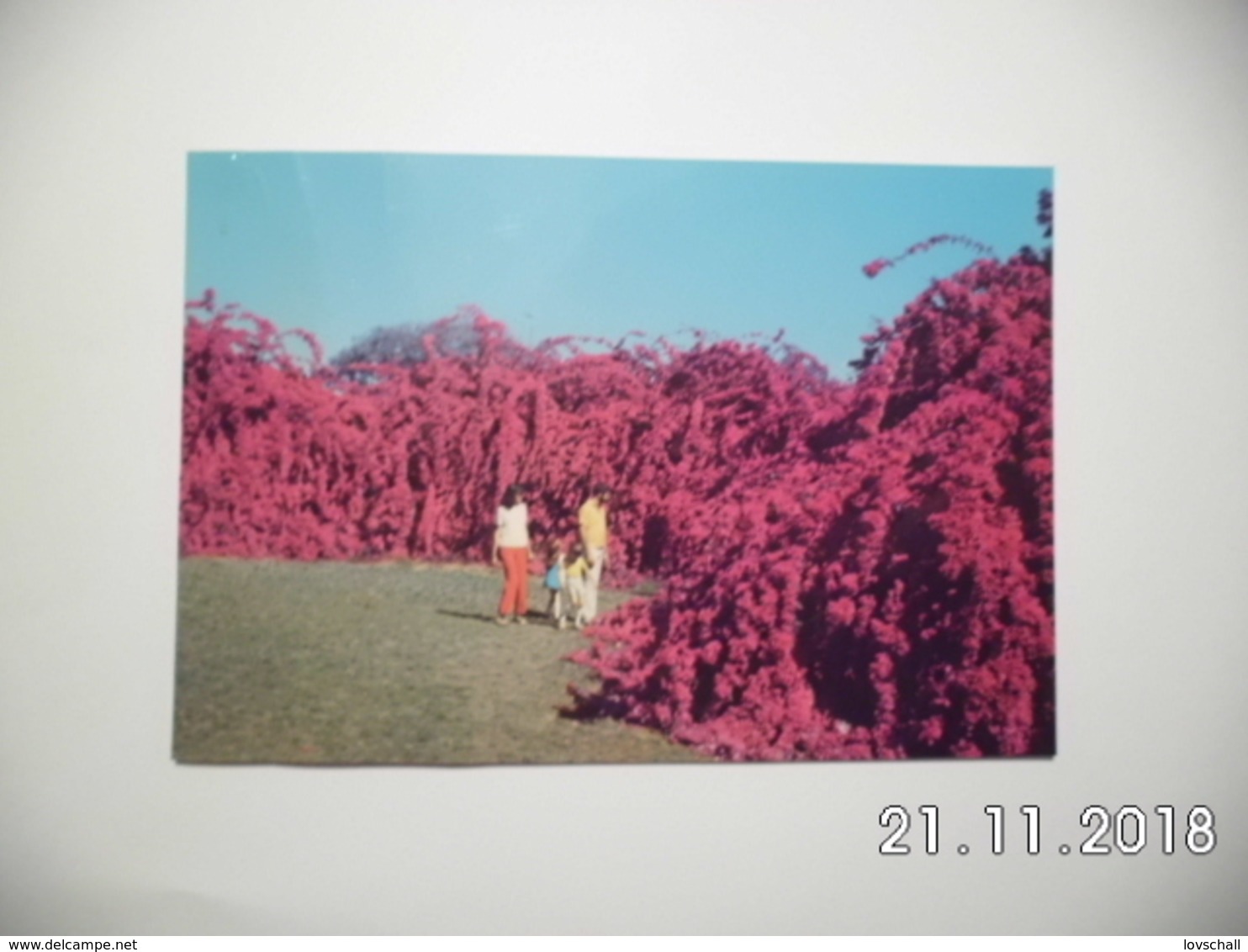 Rockhampton. - Flowering Boganvillea, Botanic Garden. - Rockhampton