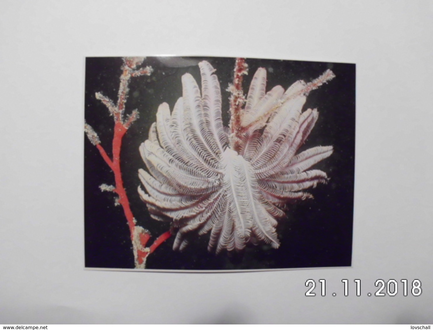 Black Coral Tree. - Mikronesien