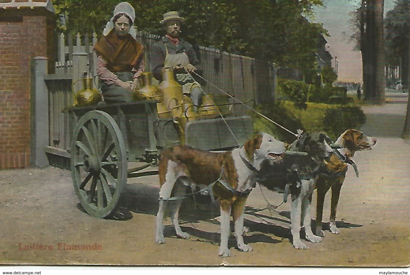 Laitiere Attelage Avec Chiens - Equipaggiamenti