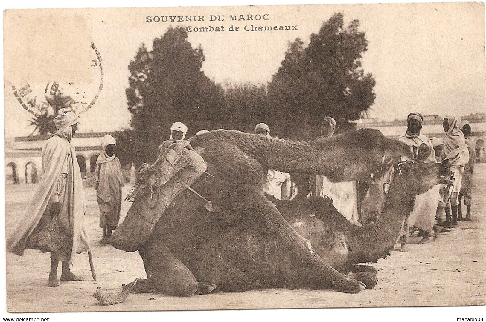 Afrique- Maroc Combat De Chameaux   Réf 5332 - Autres & Non Classés