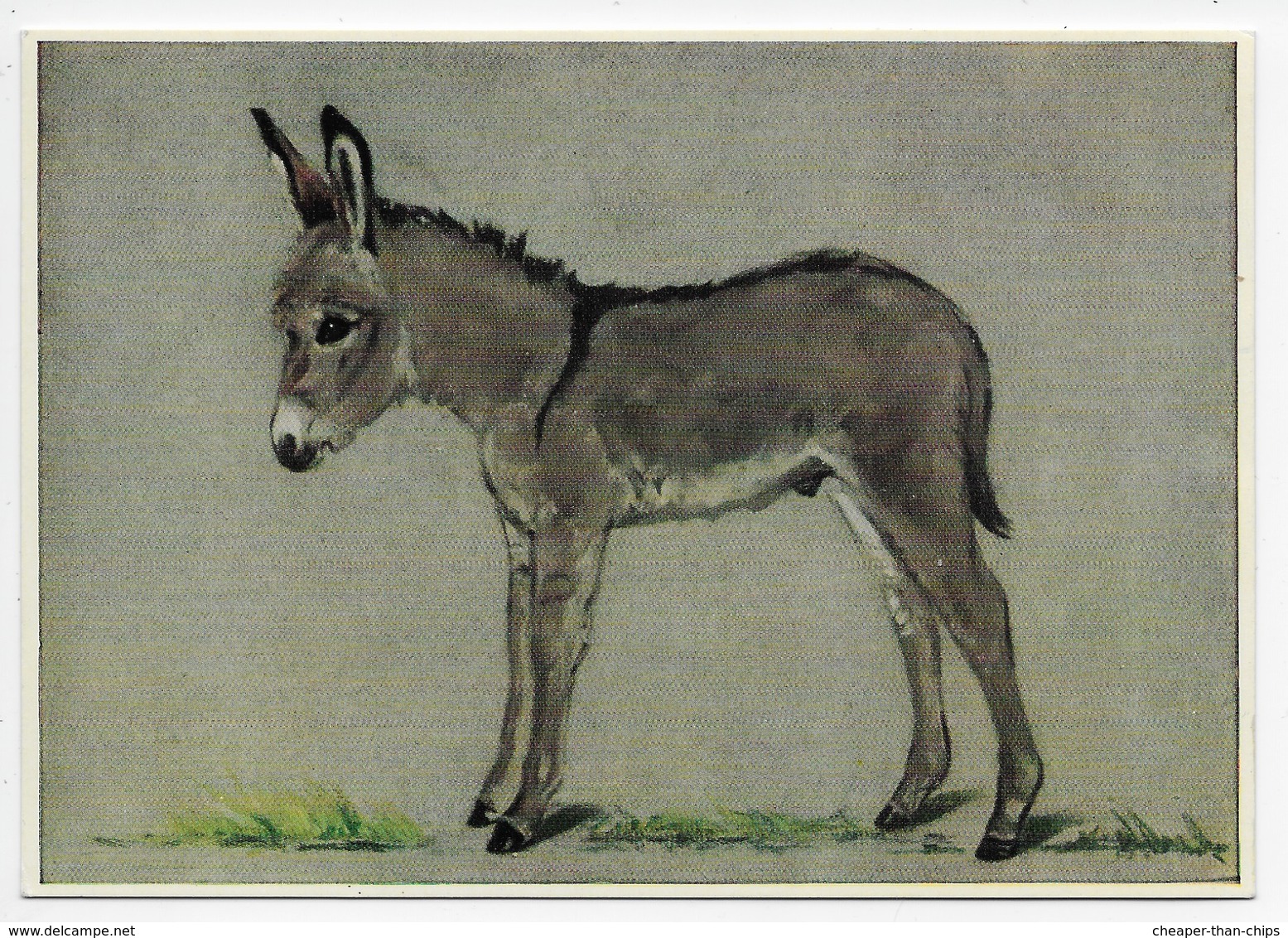 Modern Card - Donkey - Artist Shackleton - Donkeys