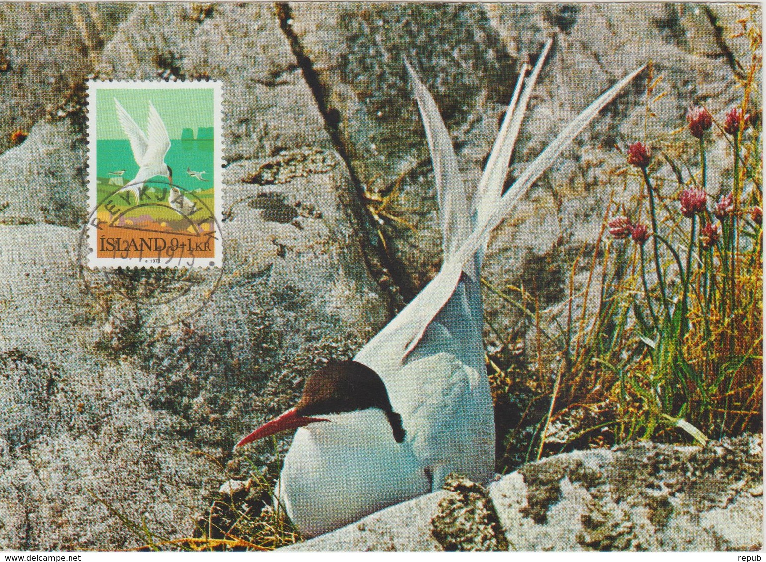 Islande Carte Maximum Oiseau 1972 Sterne 423 - Cartes-maximum