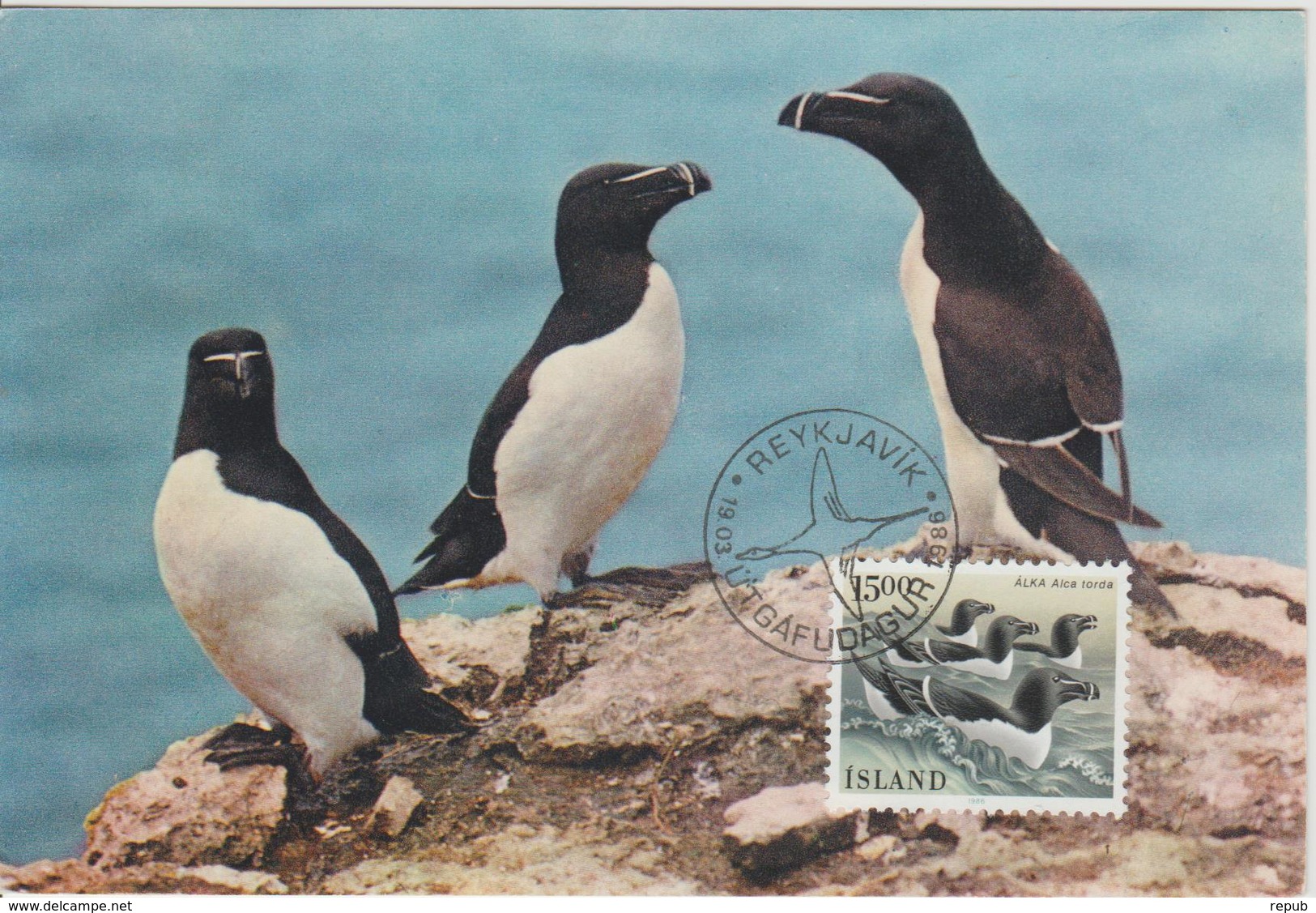 Islande Carte Maximum Oiseau 1986 Yv 600 - Cartes-maximum