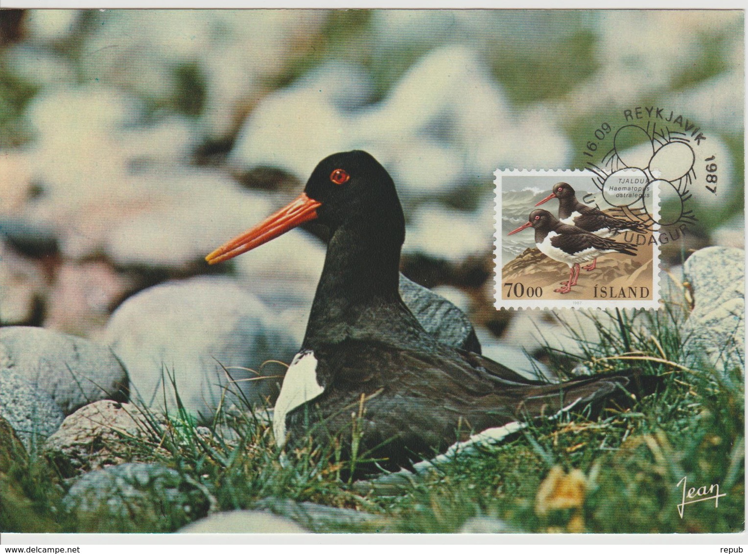 Islande Carte Maximum Oiseau 1987 Yv 623 - Maximumkarten