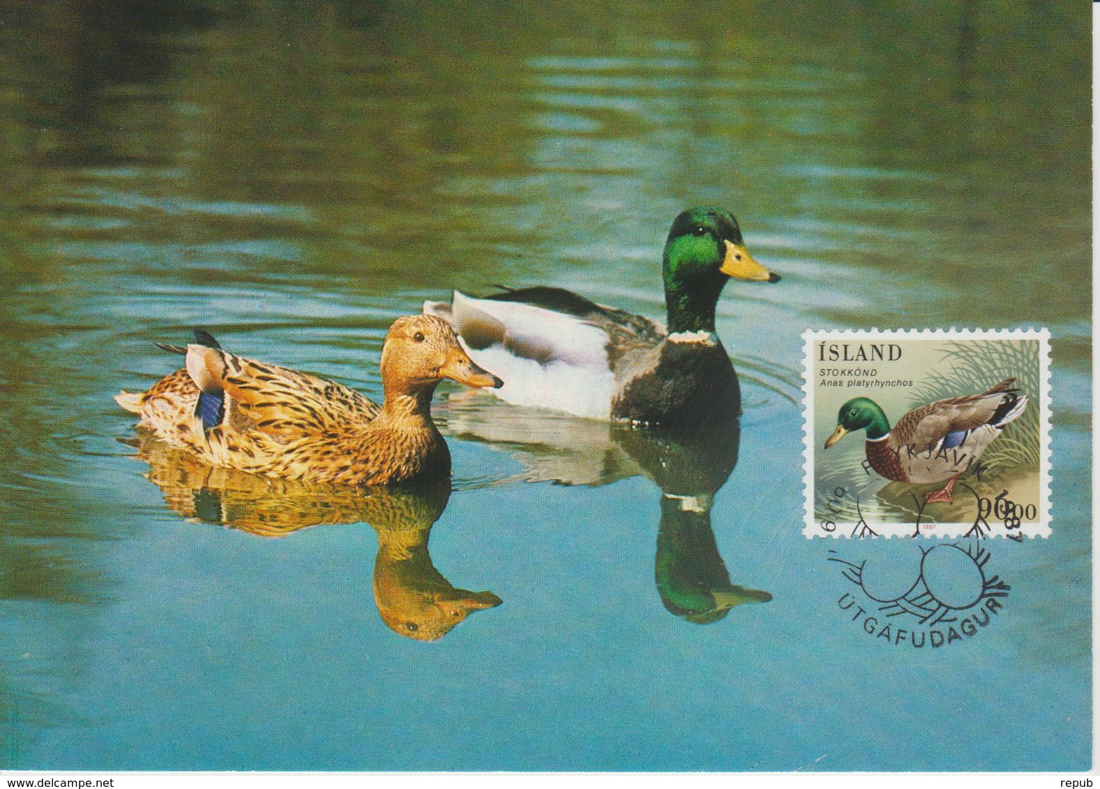 Islande Carte Maximum Oiseau 1987 Yv 624 - Tarjetas – Máxima