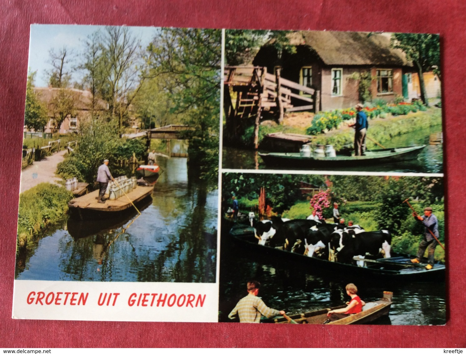 Nederland. Pays-Bas. Holland. Groeten Uit Giethoorn ( Koe Boer Bootje ) - Giethoorn