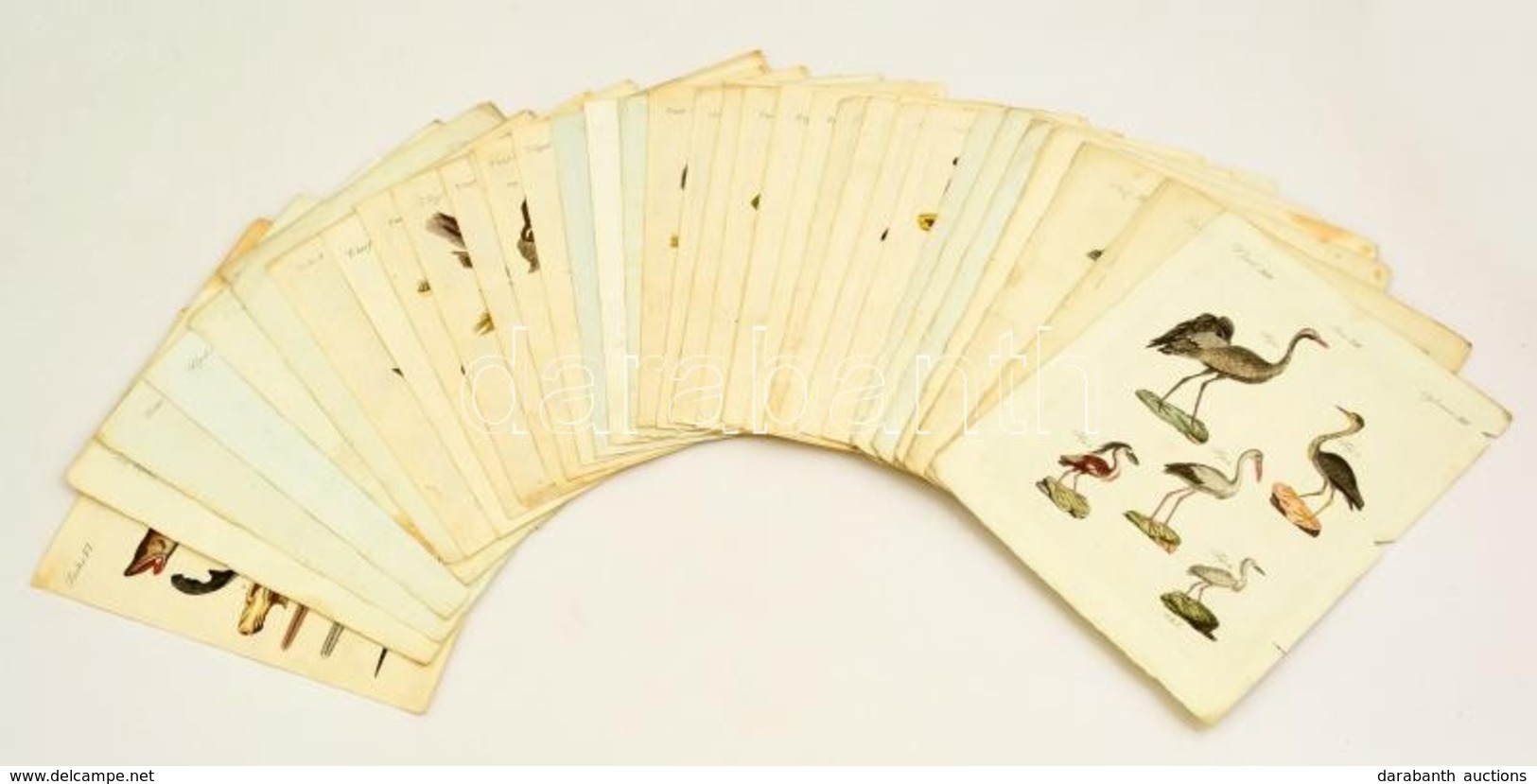XVIII. Sz. Vége: 40 Db állatokat ábrázoló Színezett Rézmetszetű Tábla. Halak, Madarak, Emlősök, Rovarok / 40 Colored Etc - Prints & Engravings