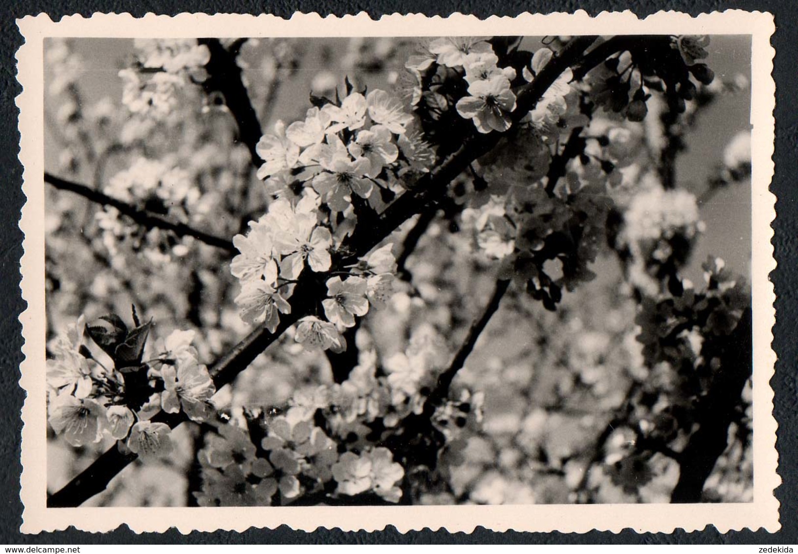 B9976 - TOP Foto - Abstrakt Abstract - Kirschblüten - Fotografie