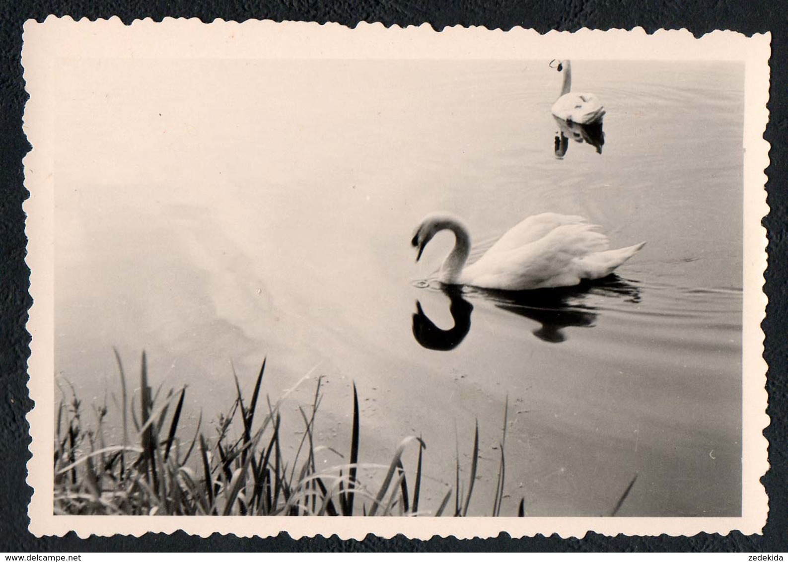 B9987 - TOP Foto - Snapshot Schnappschuß - Schwan Swan - Fotografie