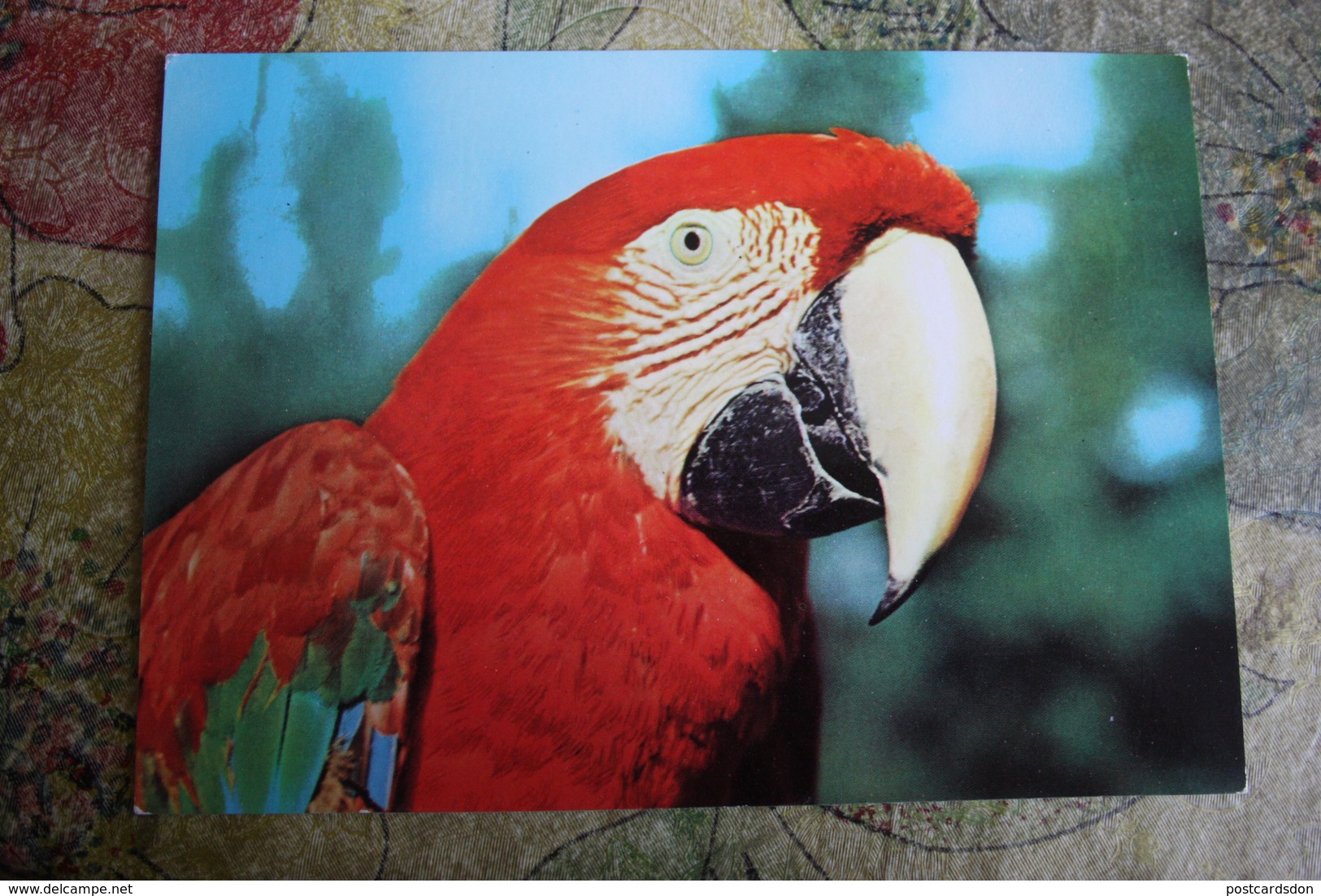 Ara, Macaw Parrot - Leipziger ZOO -  Old Postcard - Oiseaux