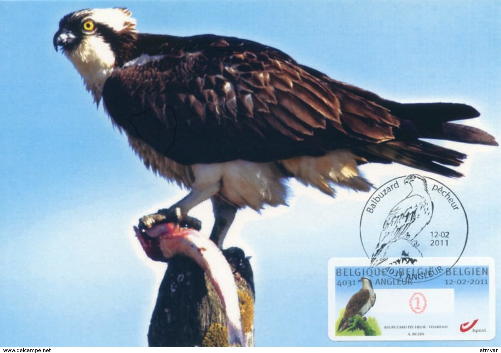 BELGIQUE BELGIUM (2011) - Carte Maximum Card ATM - Balbuzard Pêcheur - Osprey - Águila Pescadora (Pandion Haliaetus) - 2001-2010