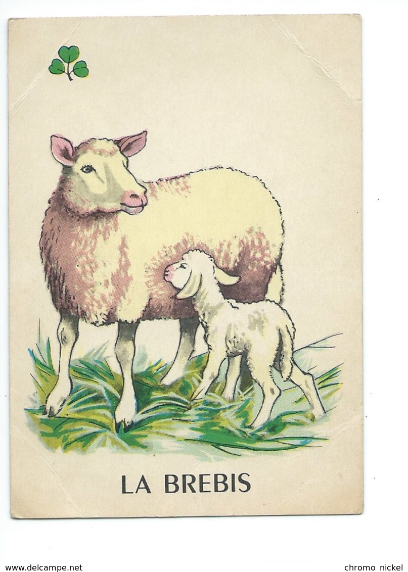 La Brebis Chromo Image Carte à Jouer 105 X 73 Mm Bien 2 Scans - Autres & Non Classés