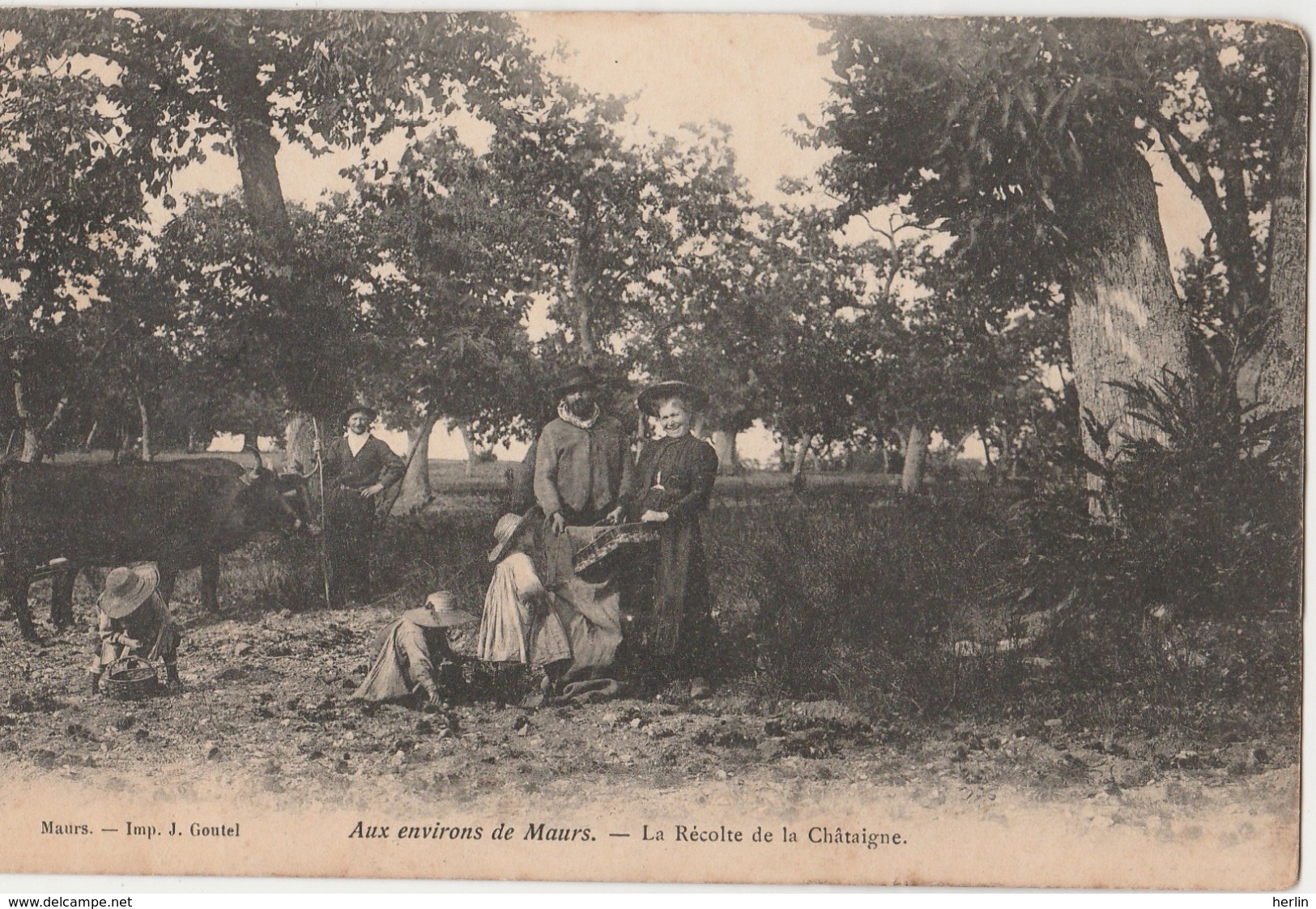 15 - MAURS - Aux Environs De Maurs - La Récolte De La Châtaigne - Autres & Non Classés