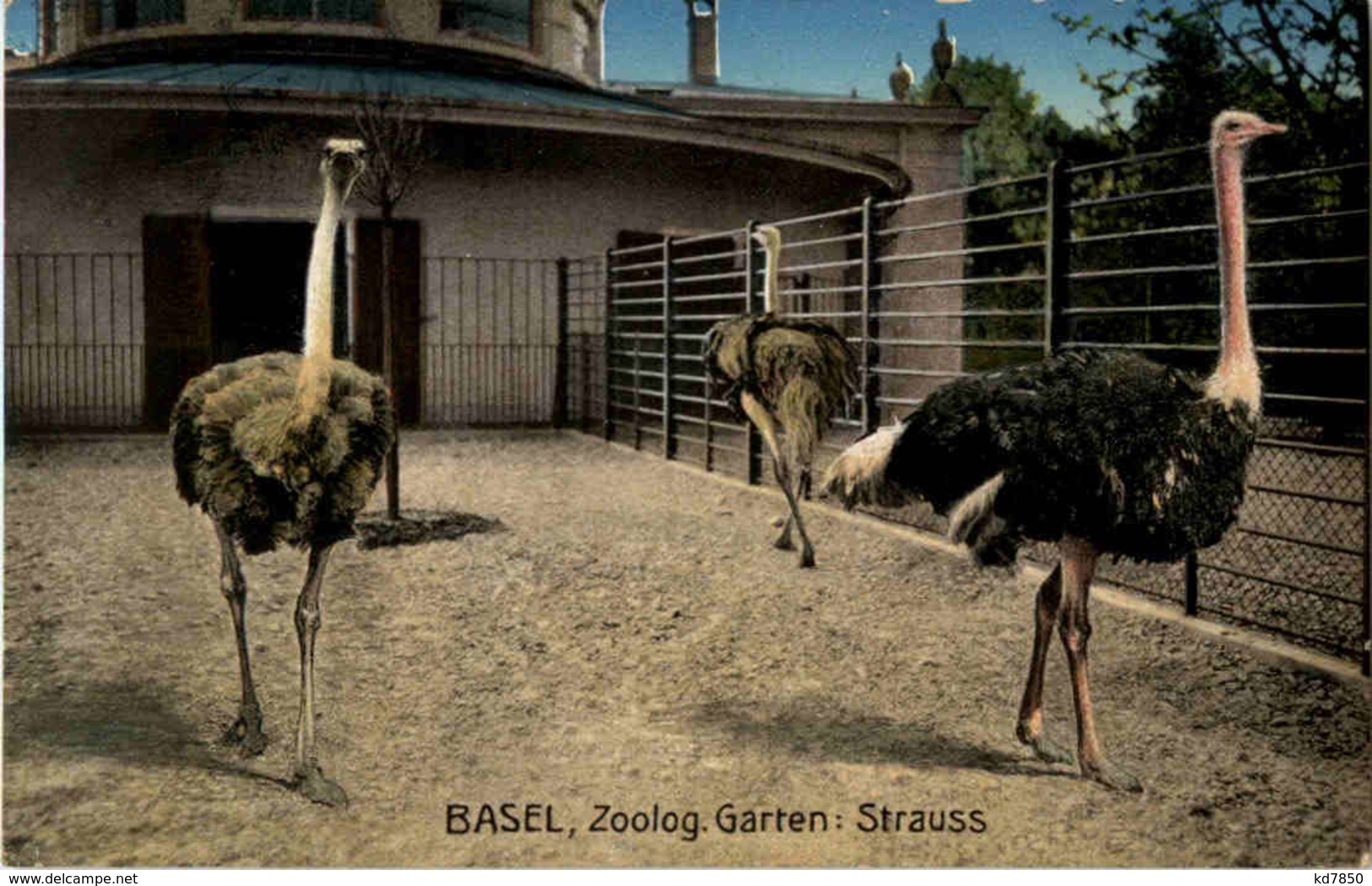 Basel - Zoo - Strauss - Pájaros