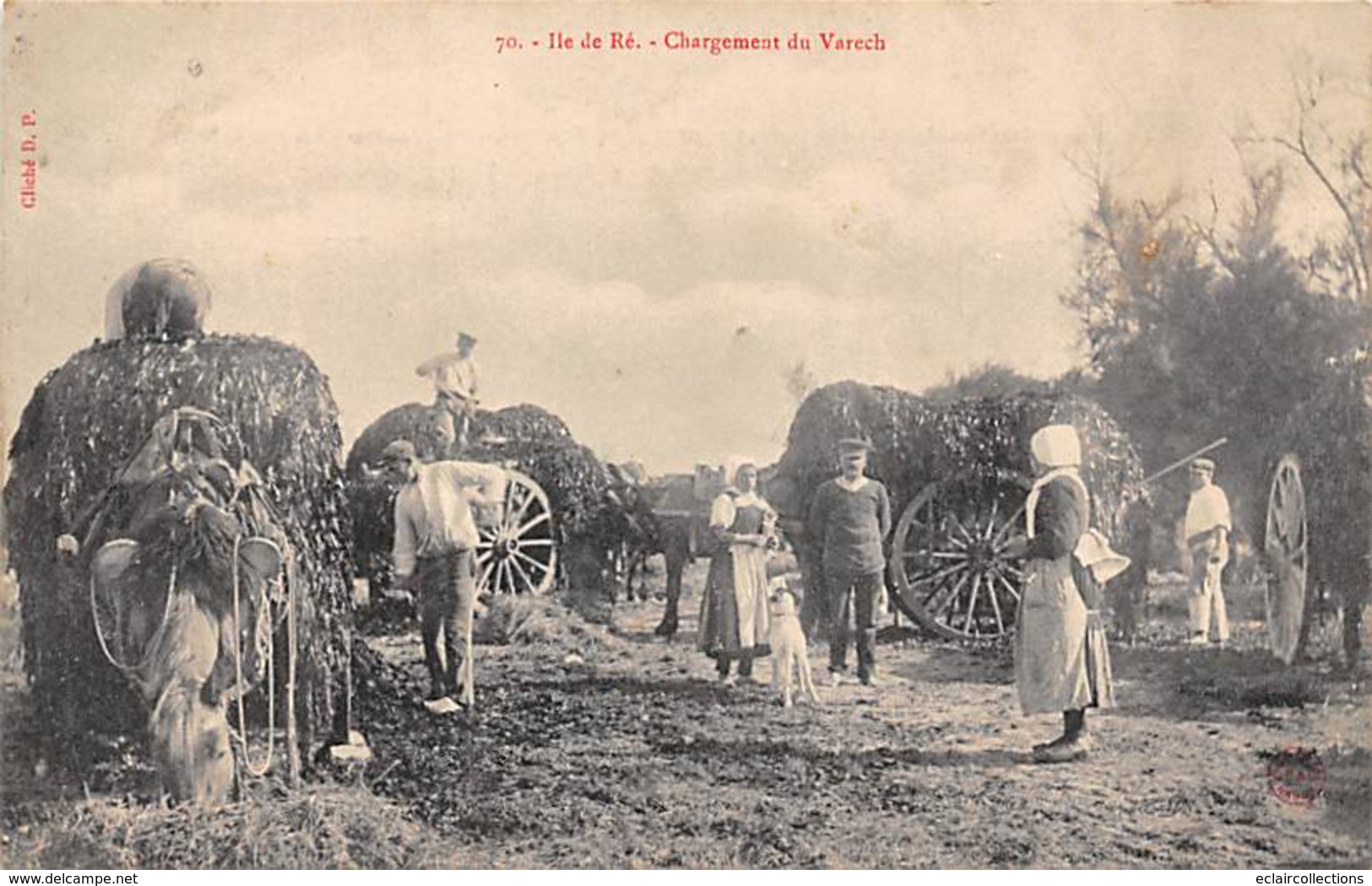 Ile De Ré.      17      Chargement Du Varech     (voir Scan) - Ile De Ré