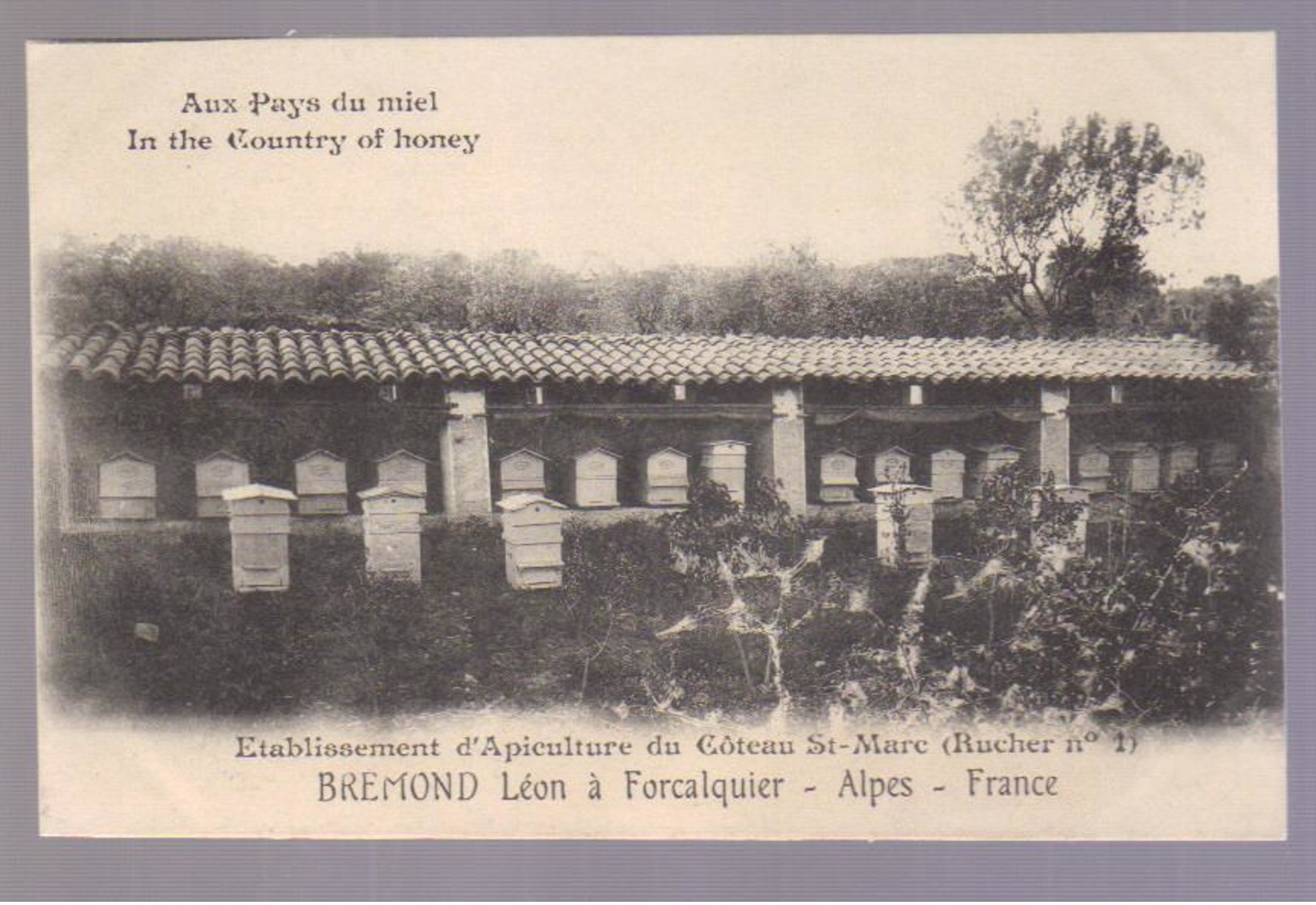 Cpa Du 04-FORCALQUIER-Apiculture Du Coteau St Marc Etablissement BREMOND Léon - Forcalquier