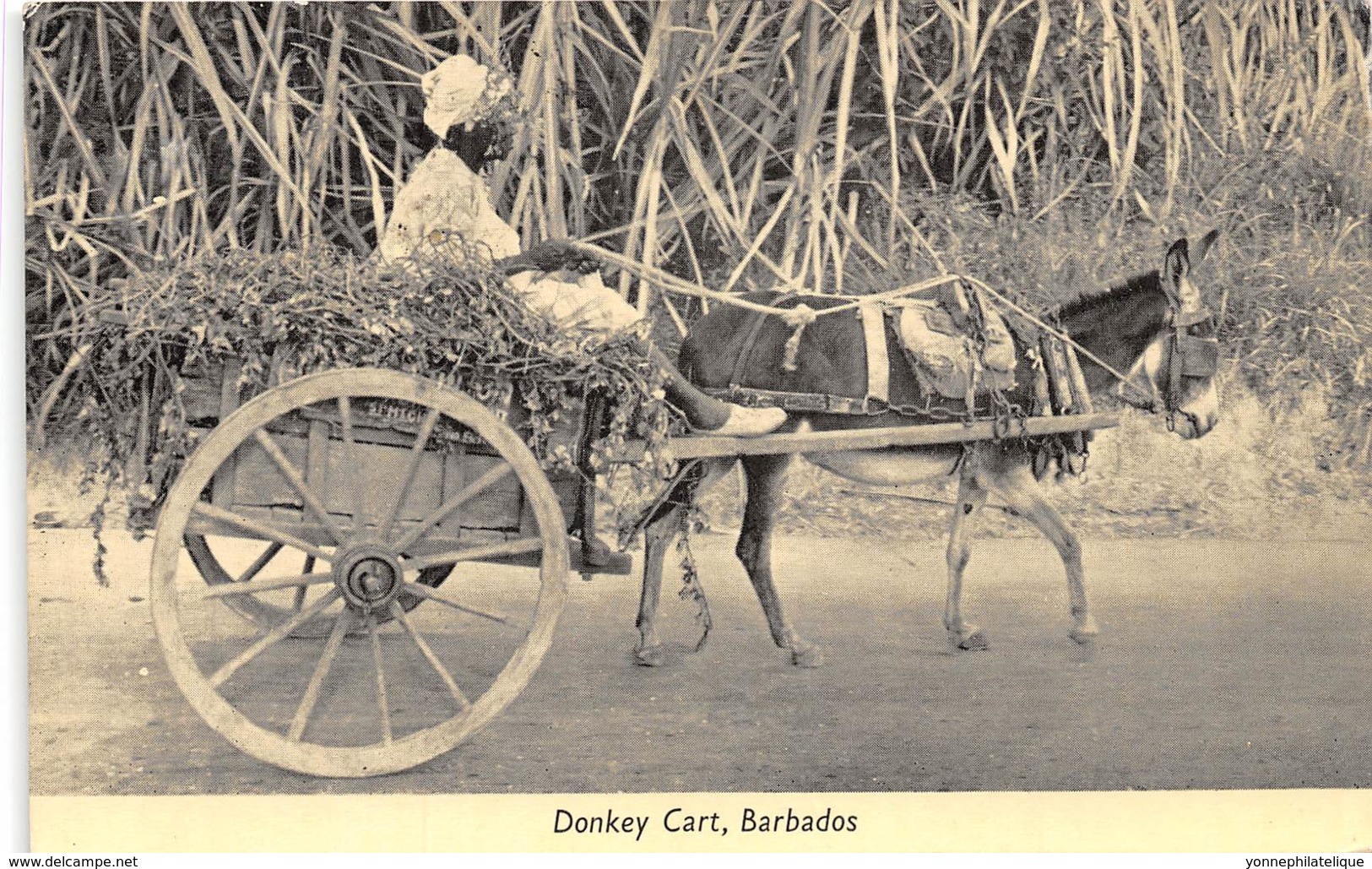 Barbados / 02 - Donkey Cart - Belle Oblitération - Barbados