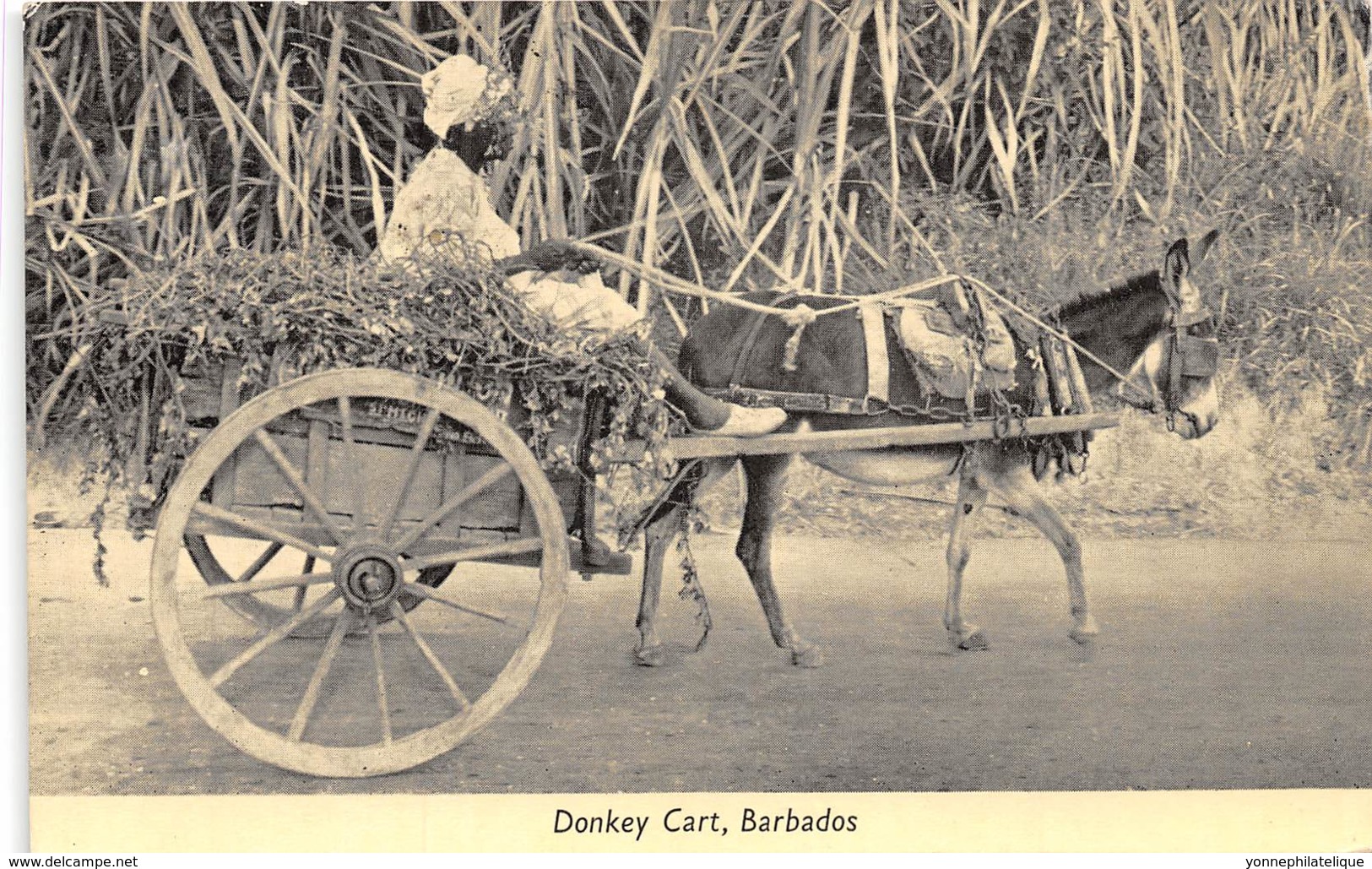 Barbados / 02 - Donkey Cart - Belle Oblitération - Barbades