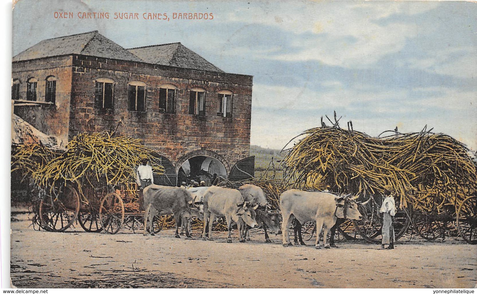 Barbados / 16 - Oxen Carting Sugar Canes - Barbados