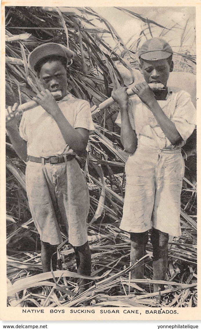 Barbados / 07 - Native Boys Sucking Sugar Cane - Barbados