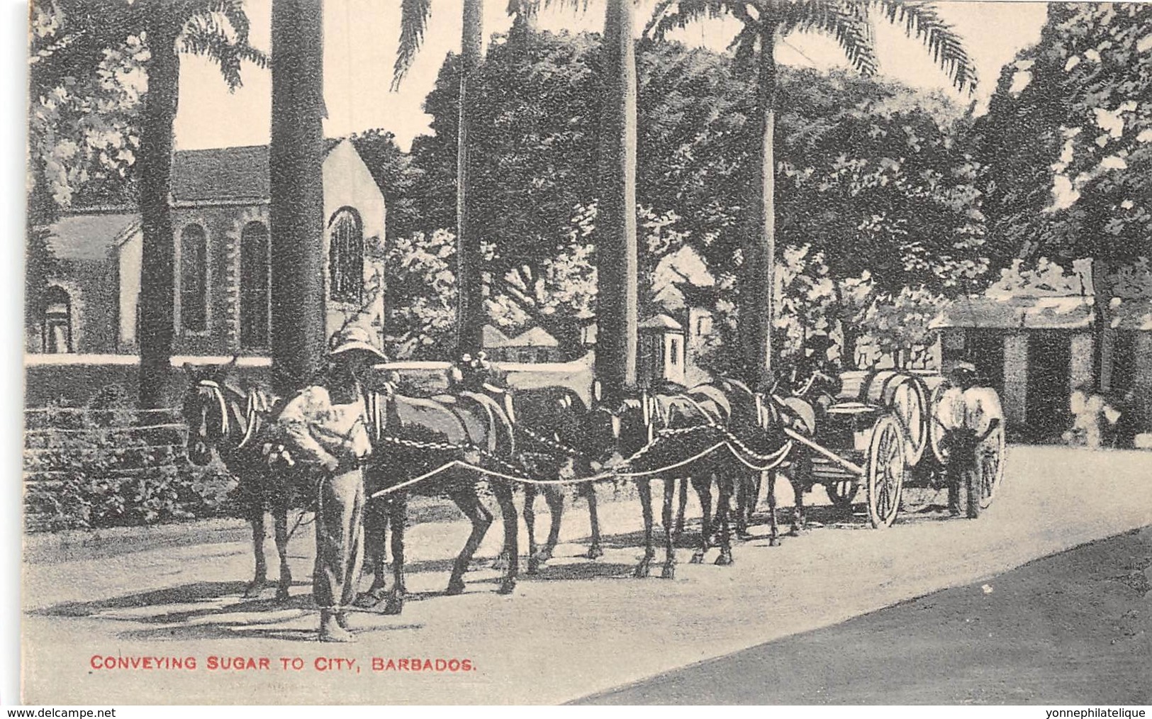 Barbados / 17 - Conveying Sugar To City - Barbades