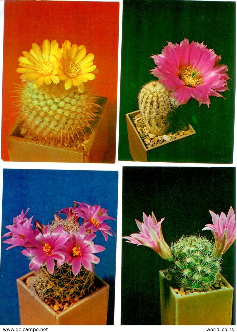 Cactusses. 24 Postcards In The Folder - Cactusses