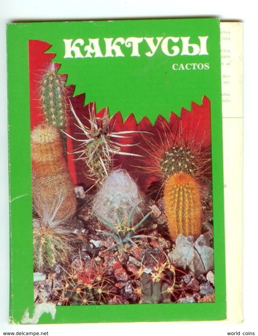 Cactusses. 24 Postcards In The Folder - Cactusses