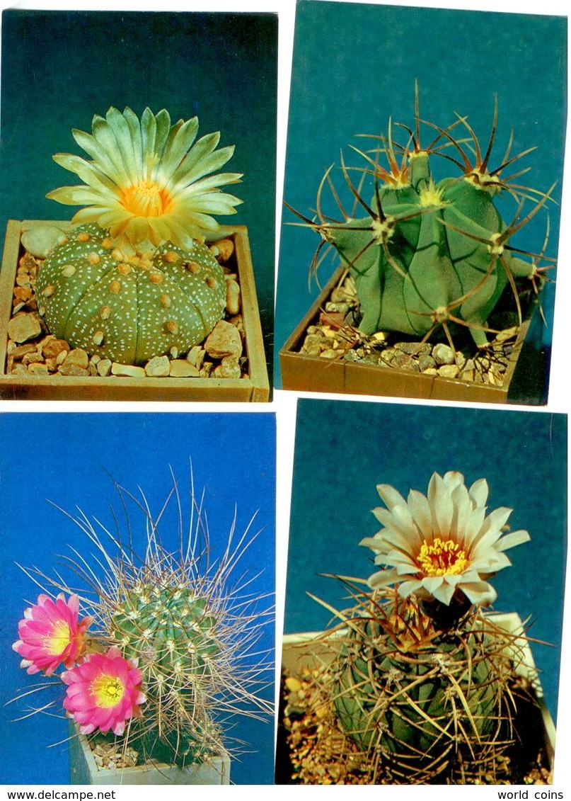 Cactusses. 24 Postcards in the folder