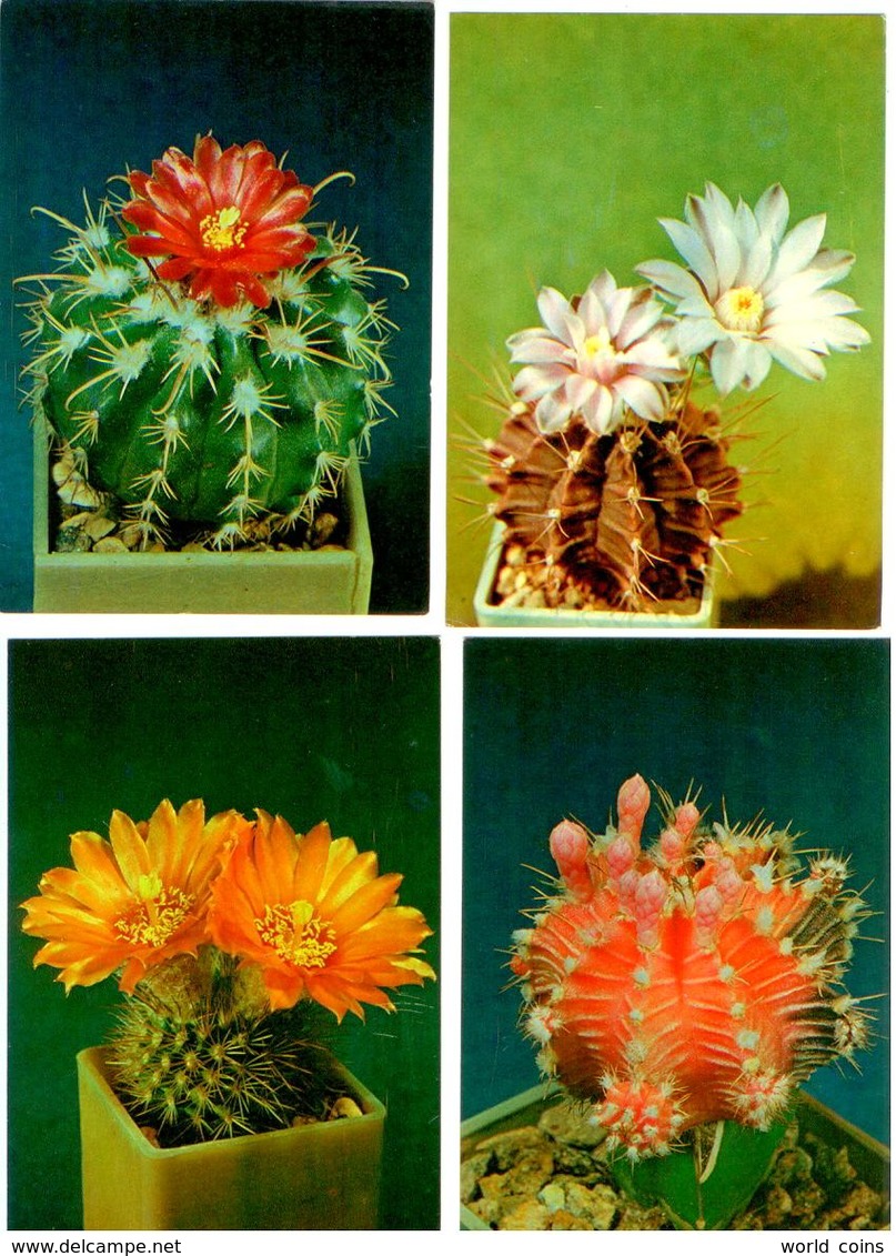 Cactusses. 24 Postcards in the folder