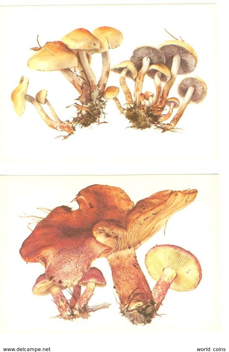 Mushrooms. Set Of The 16 Postcards In The Folder. - Funghi