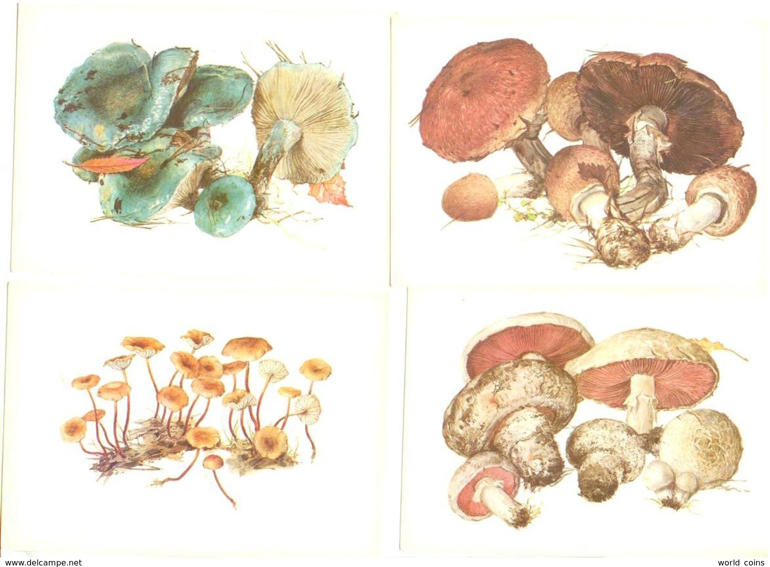 Mushrooms. Set Of The 16 Postcards In The Folder. - Pilze