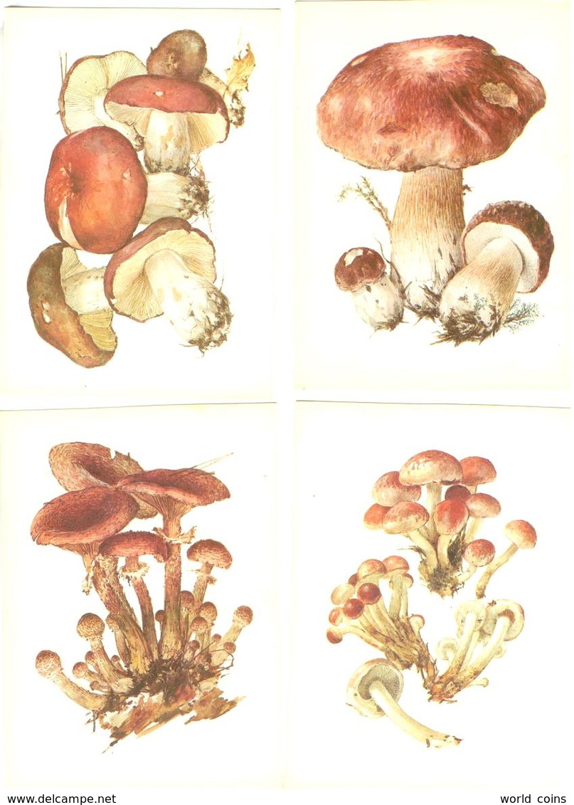 Mushrooms. Set Of The 16 Postcards In The Folder. - Champignons