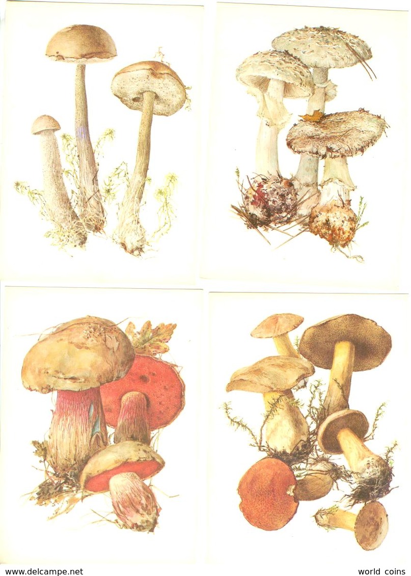 Mushrooms. Set Of The 16 Postcards In The Folder. - Paddestoelen