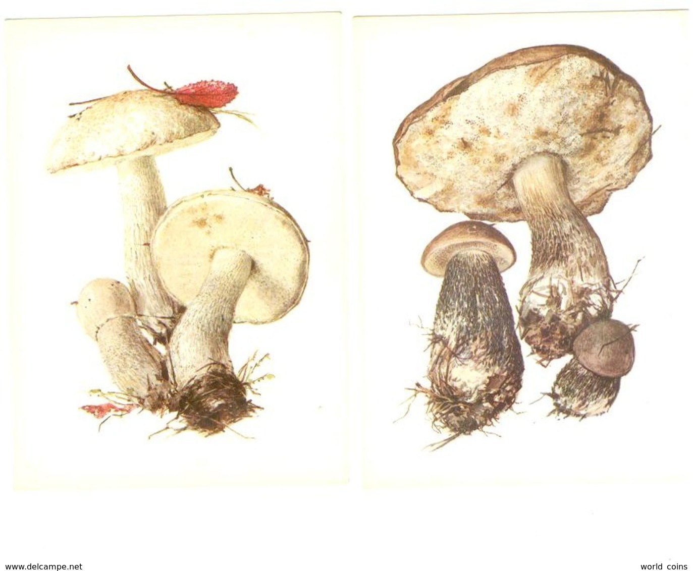 Mushrooms. Set Of The 16 Postcards In The Folder. - Pilze