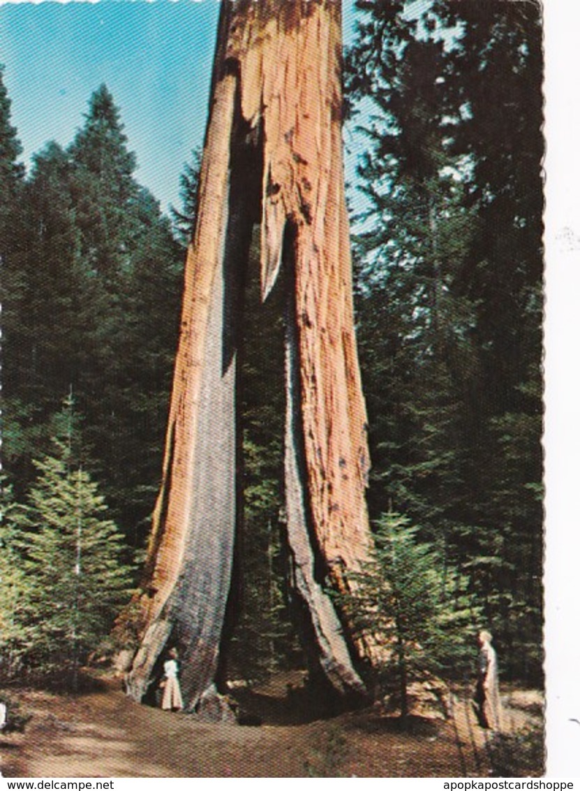 California Yosemite National Park The Clothespin Tree 1976 - Yosemite