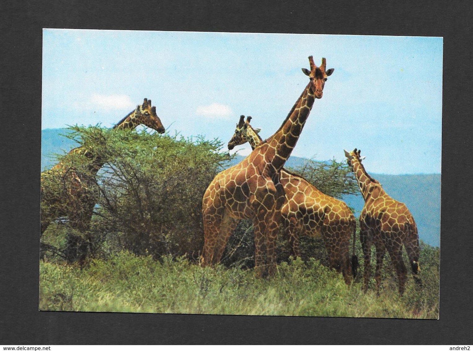 ANIMAUX - ANIMALS - GIRAFES  GIRAFFES - EAST AFRICA - PAR FRANK LTD. - Giraffes