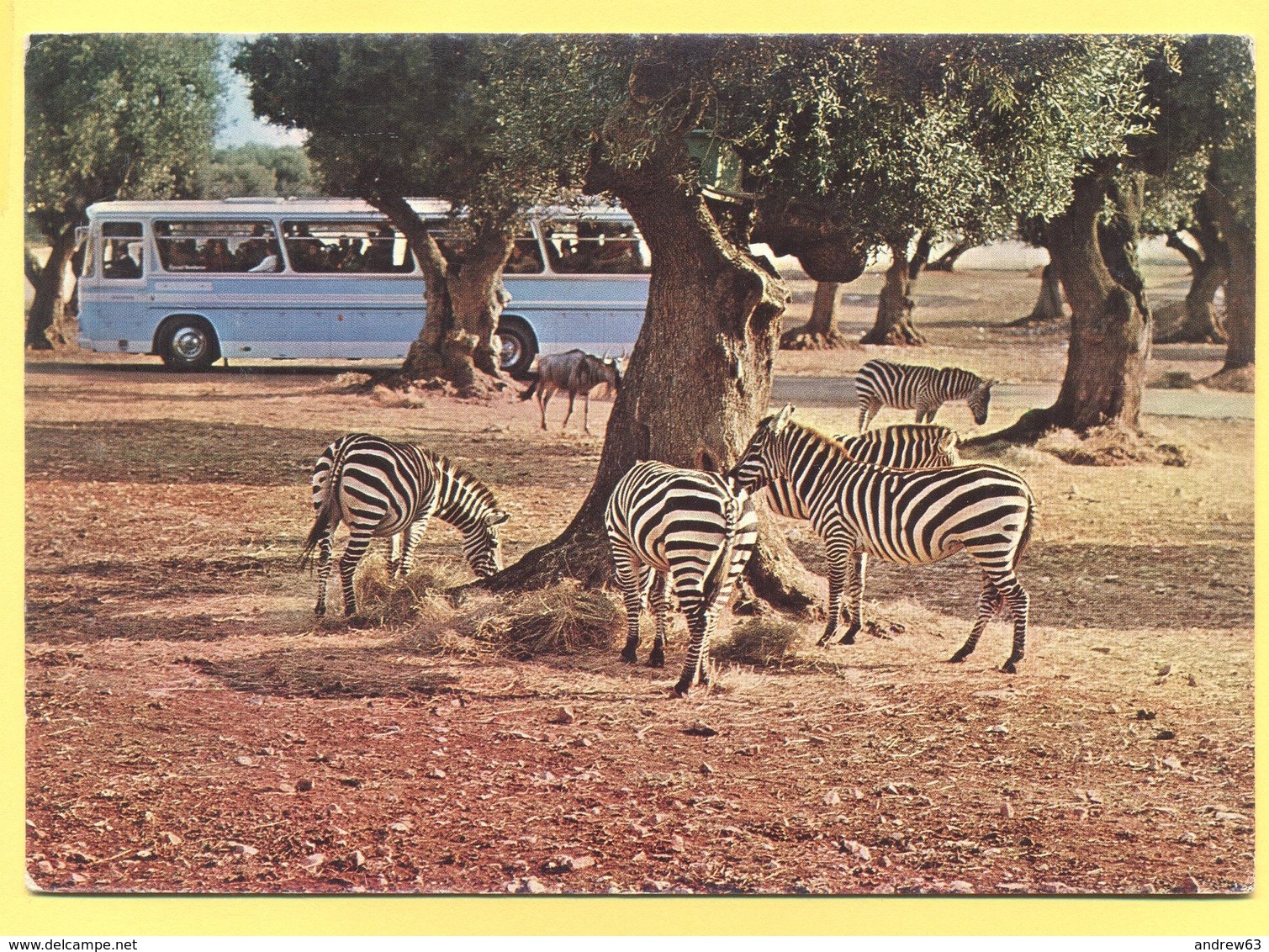 Tematica - Zebra  - Zoosafari - Not Used - Zebra's