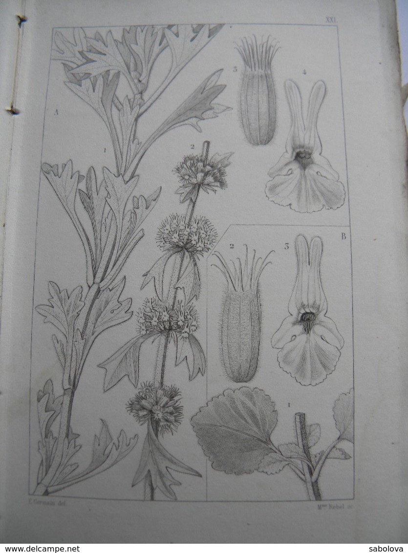 Flore. Atlas Flore Des Environs De Paris. 1845. Coton Et Germain. 500 Figures De Plantes Sous Forme De Gravures - Other & Unclassified