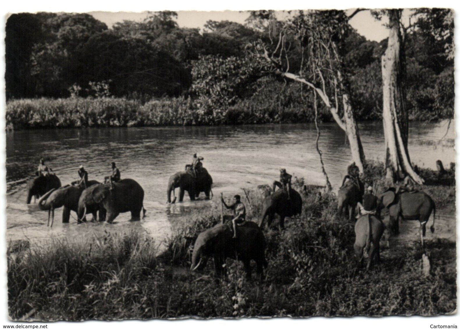 Stanelyville - Eléphants Au Camp Andudu - Belgian Congo