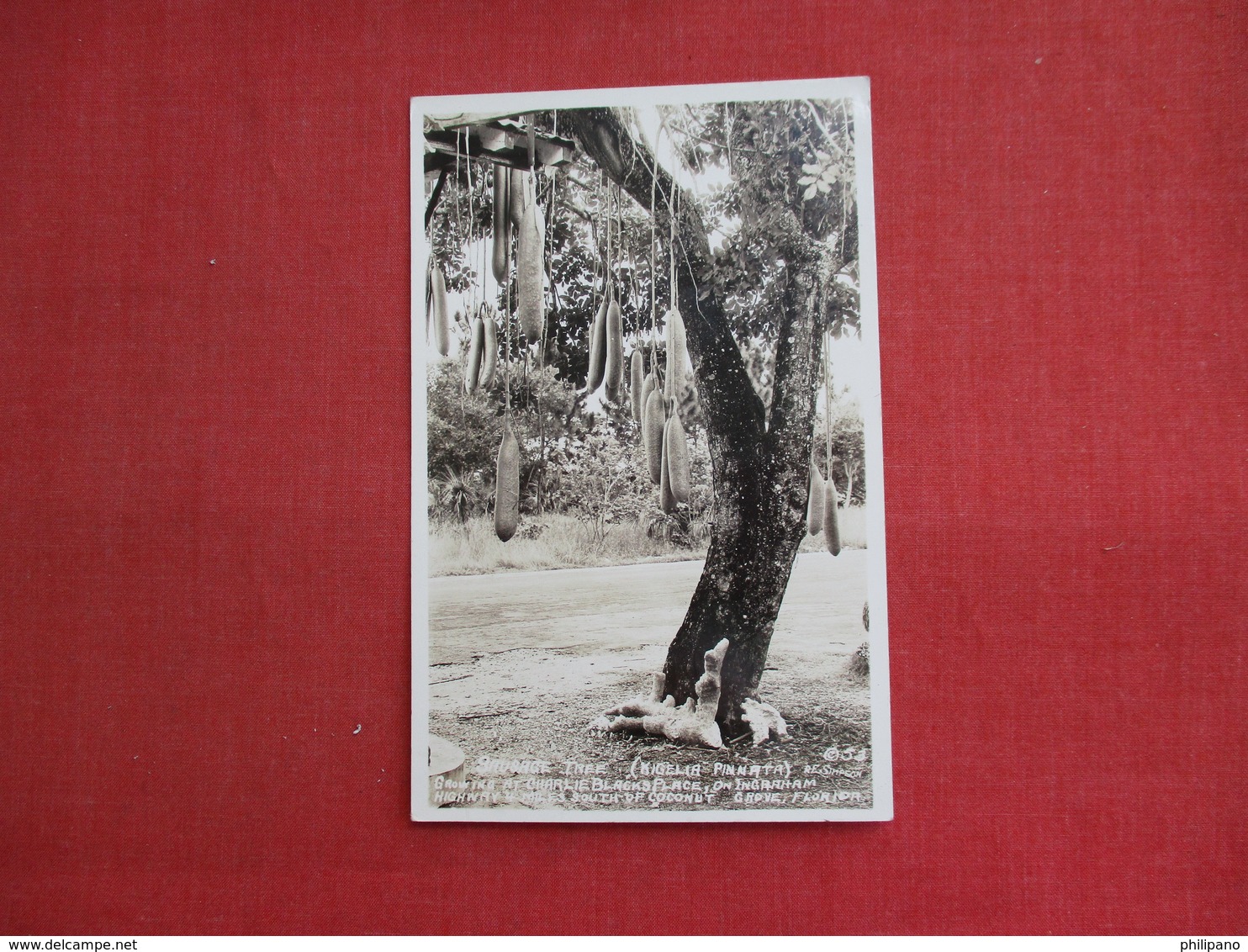 RPPC   Sausage Tree Coconut Grove Florida    3086 - Trees