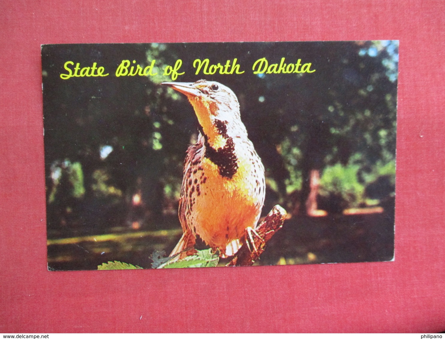 State Bird Of North Dakota Meadowlark  3087 - Birds