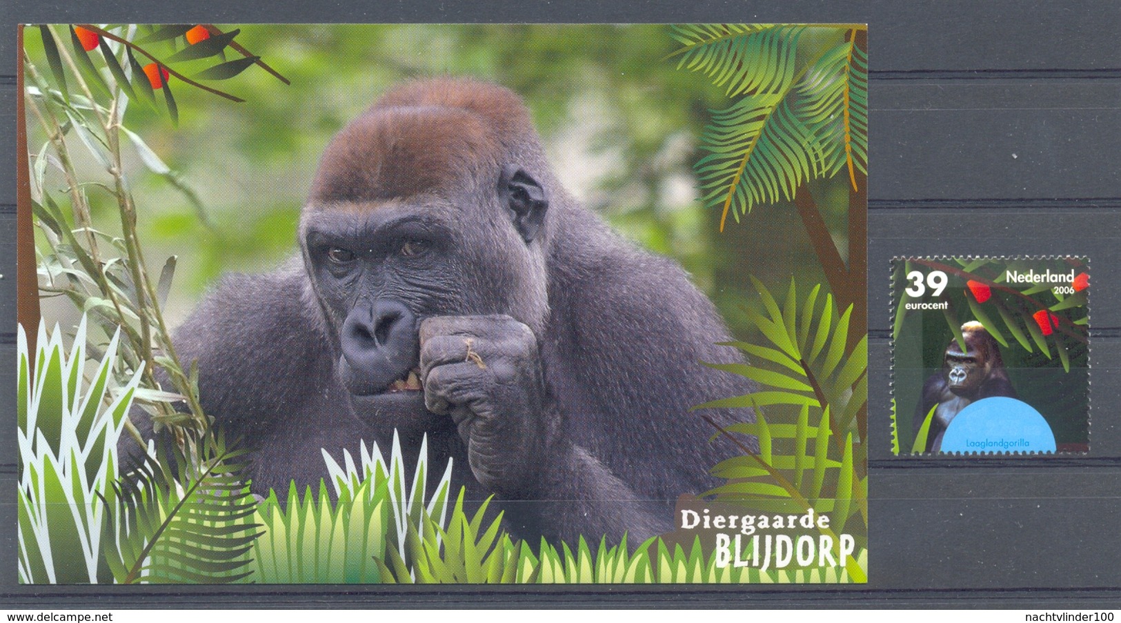 FG093 AAP GORILLA Bedreigde Dieren, Animals Near Extinction Blijdorp ZOO MONKEY PRIMATE NEDERLAND 2006 PF/MNH + POSTCARD - Gorilla's