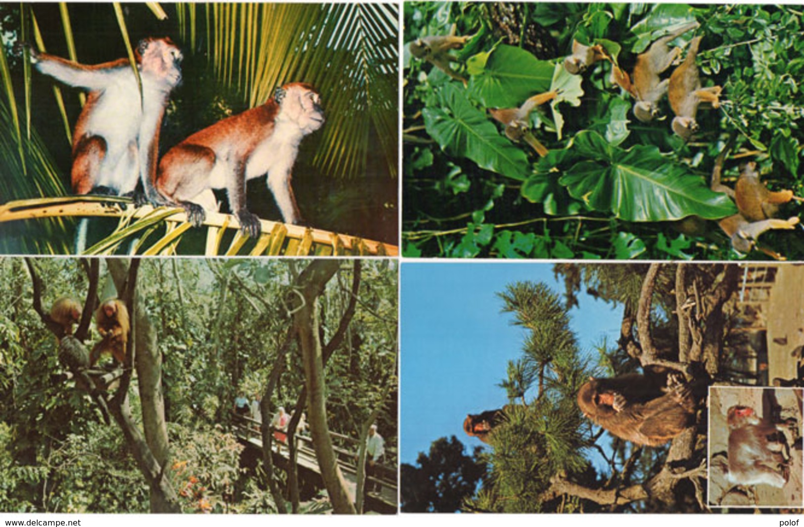 4 CP - Monkey Jungle  - Scènes Diverses  (110307) - Singes