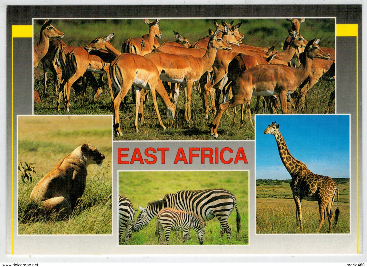 EAST  AFRICA       WILDLIFE   SAFARI      (VIAGGIATA) - Kenia