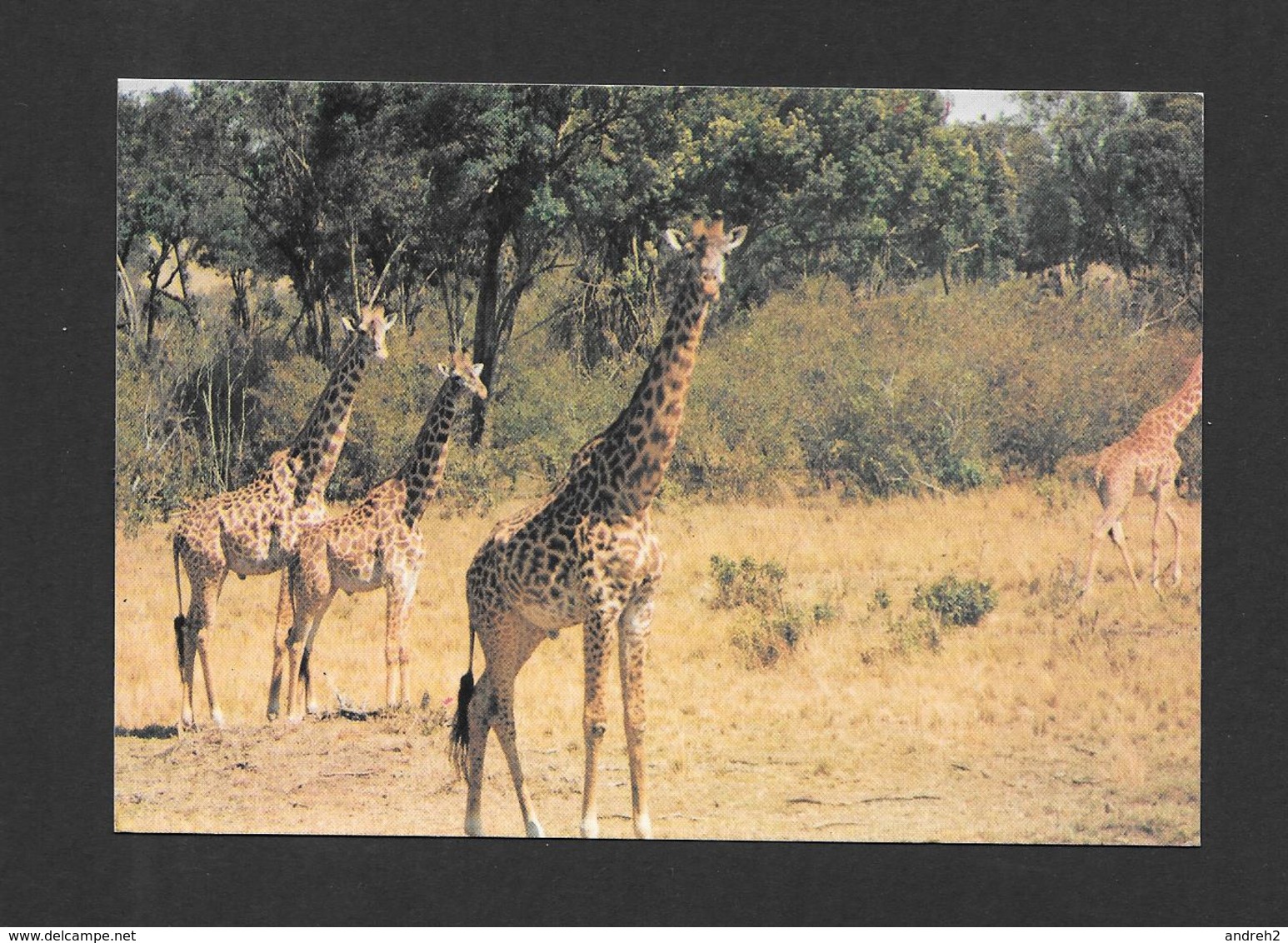 ANIMAUX - ANIMALS - GIRAFES MAASAI GIRAFFES - PHOTO BY LO GIUDICE - Girafes